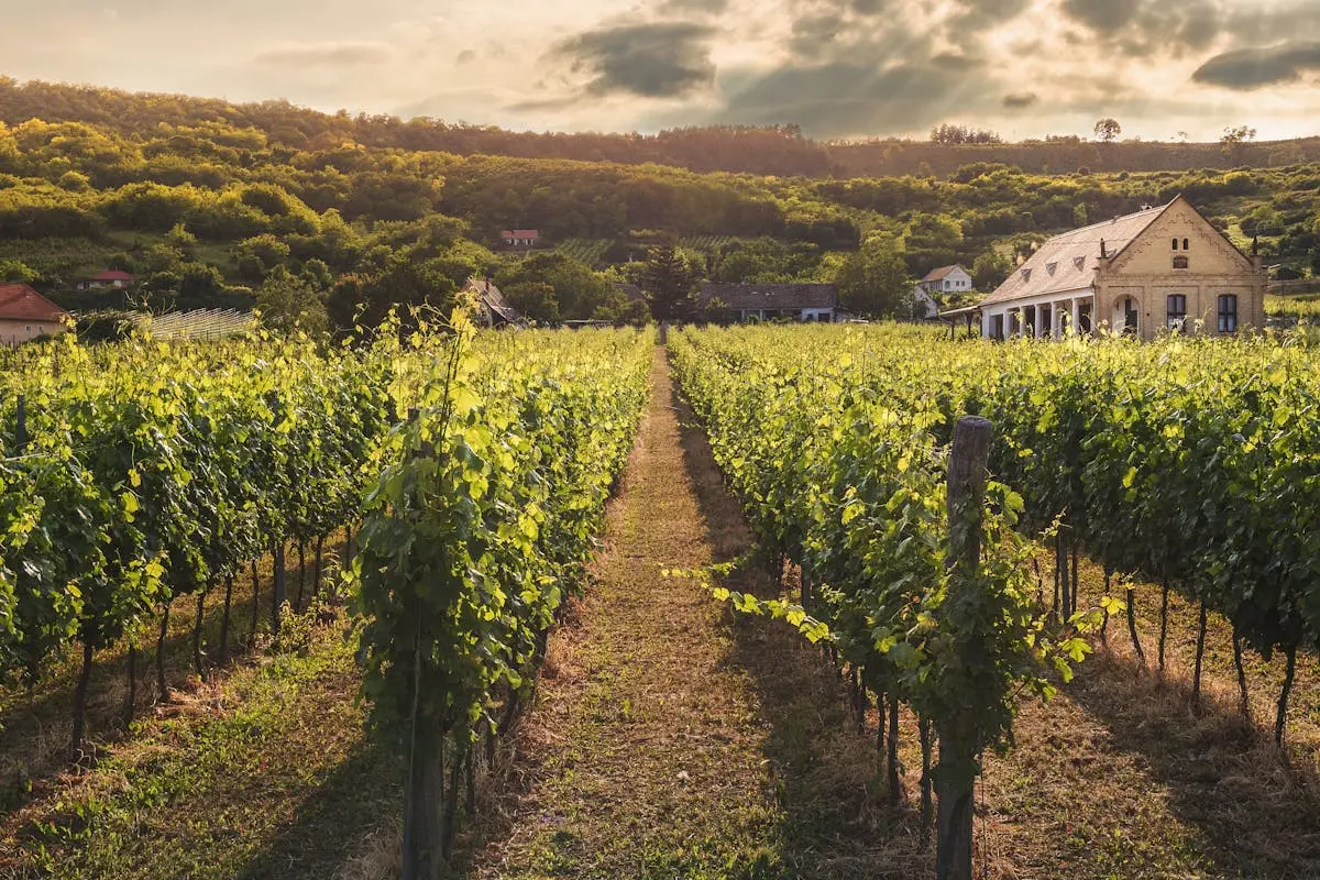 Vignoble des Cimes - Photo 2
